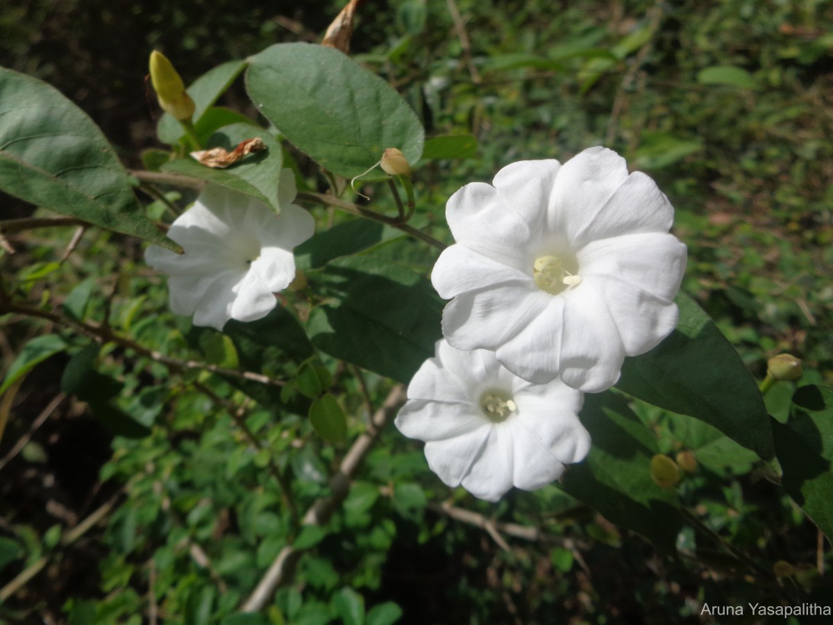 Camonea umbellata (L.) A.R.Simões & Staples